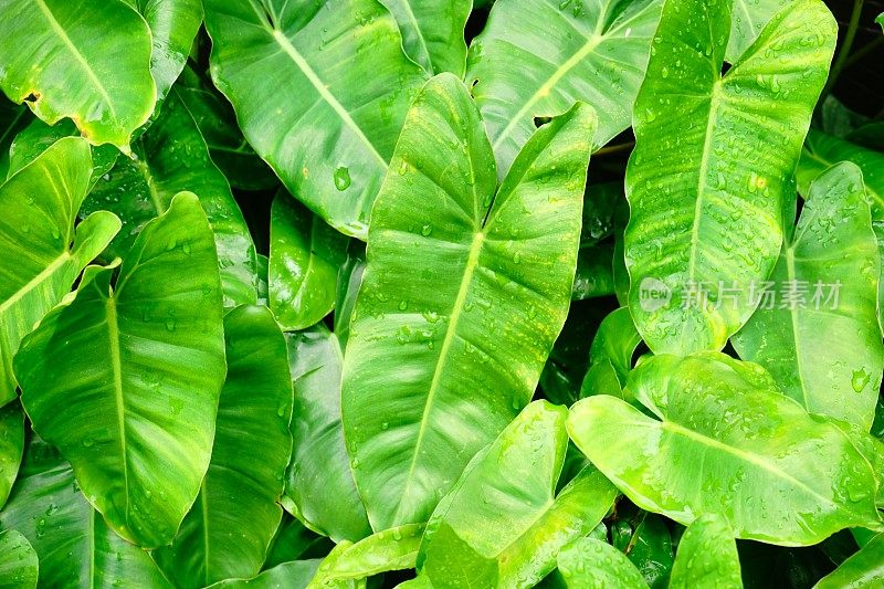 Syngonium podophyllum叶子